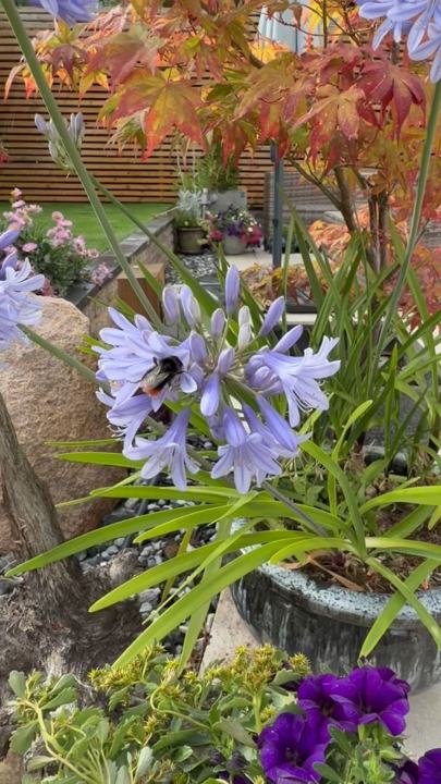 Agapanthus and Japanese maple planting